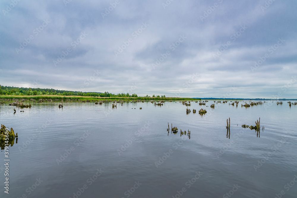 Naklejka premium Remains of old trees, trunks, stumps after forest flooding for create reservoir