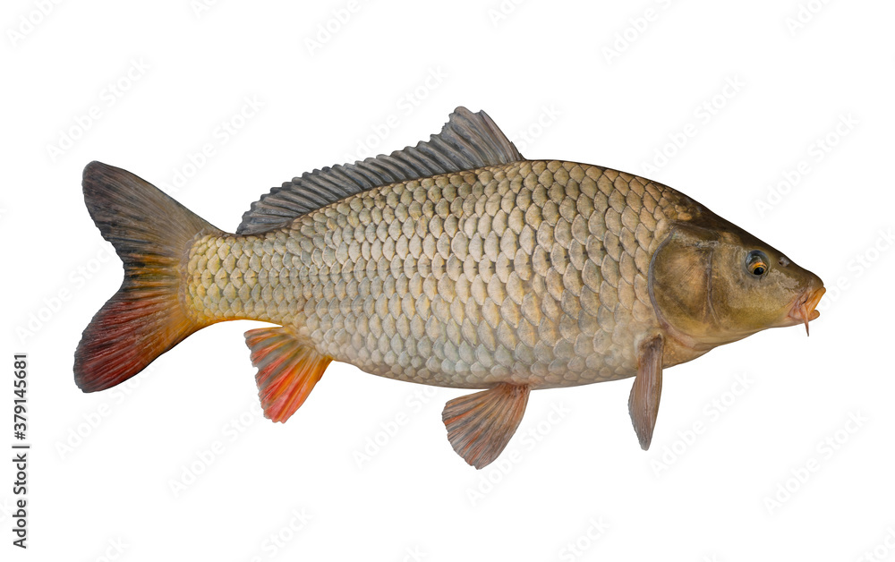 Fototapeta premium Fresh alive carp fish isolated on white background