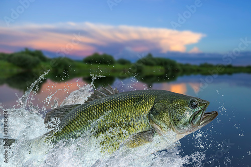 Bass fishing. Largemouth perch fish jumping with splashing in water photo