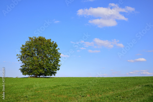 Landscape in Bavaria with a meadow with a deciduous tree against a blue sky