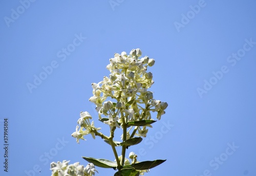 Bunch of white flowers