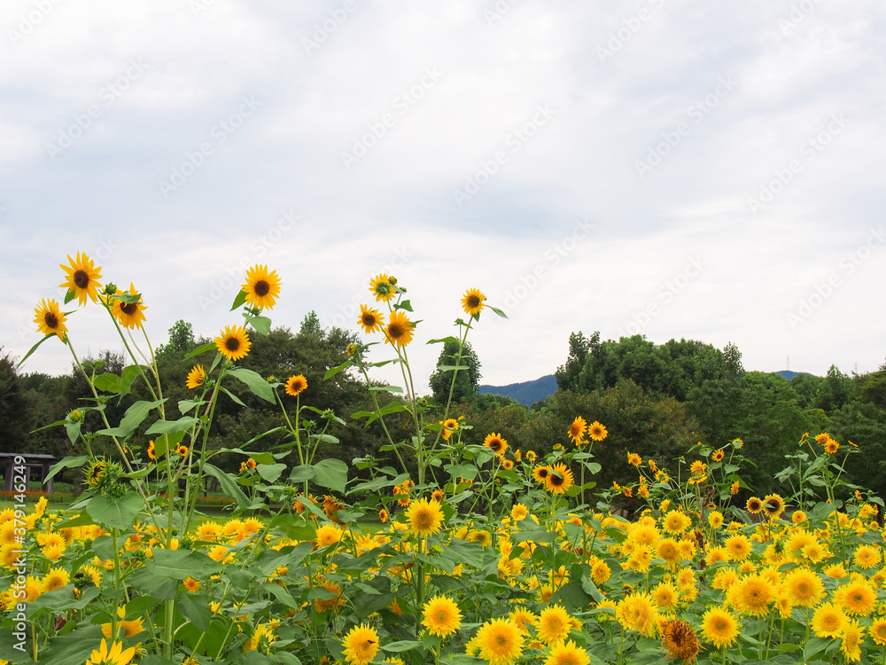 Obraz premium 愛知県一宮市のひまわりが咲き乱れる公園