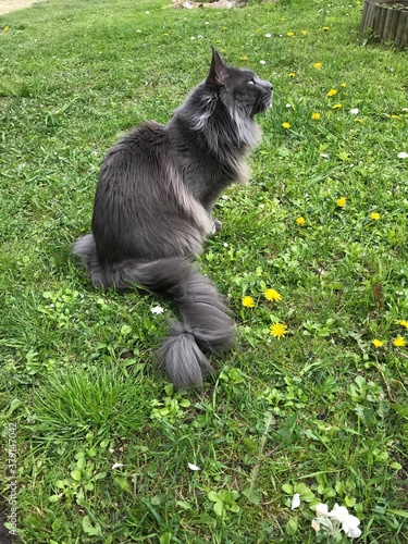 grey maine coon cat on the grass