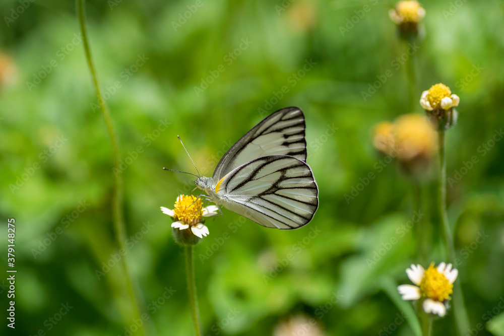 Striped Albatross Butterfly sucking nectar from yellow flowers Striped Albatross Butterfly sucking nectar from yellow flowers