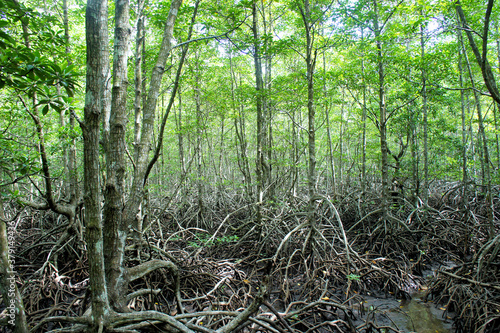 Amazing trees in the mangrove forest. Philippines.