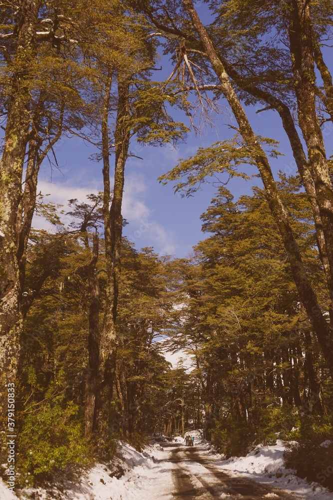 trees in the forest