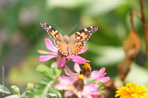 Painted Lady Butterfly on a pink flower 2020 I 