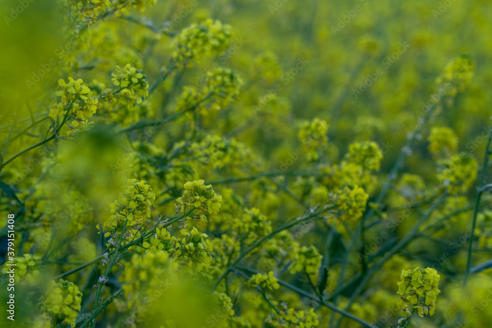 Fototapeta premium green leaves in the forest