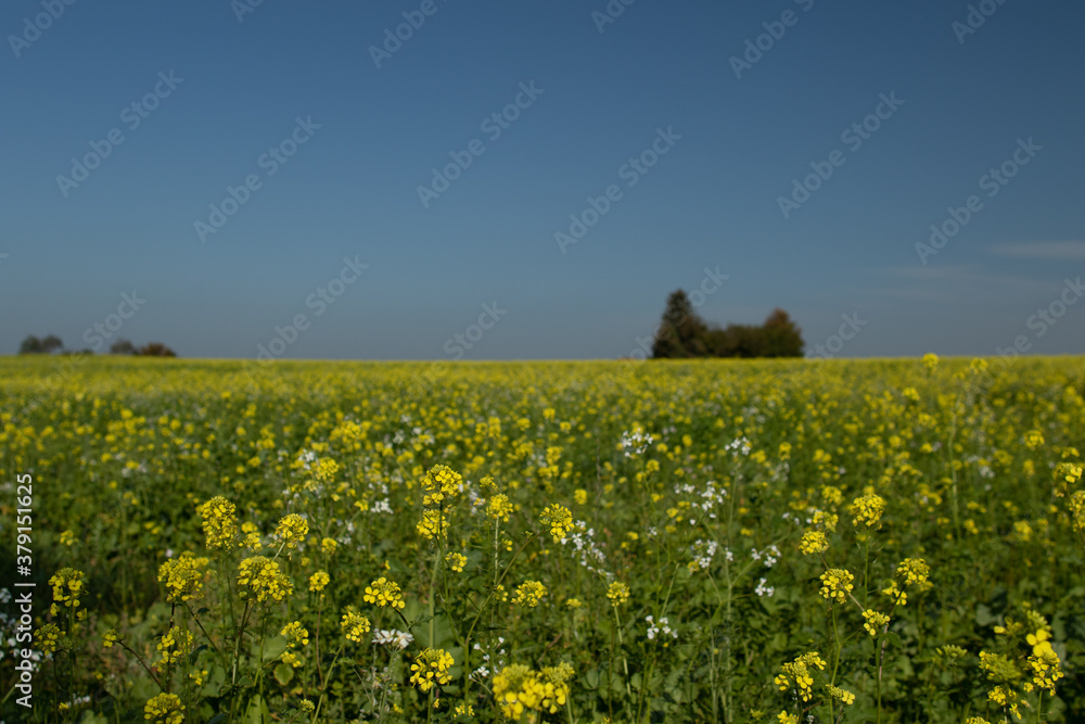 Rapsfeld im Schwarzwald