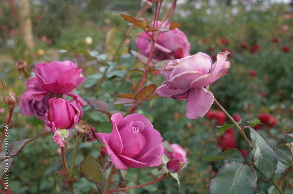 Obraz premium Light Purple Flower of Rose 'Plum Perfect' in Full Bloom 