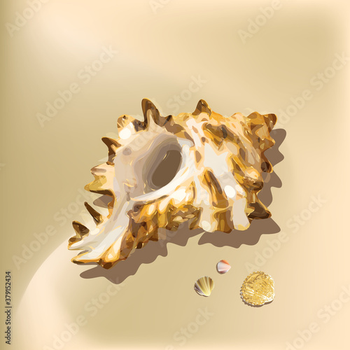 Set of Seashells Isolated on White Background