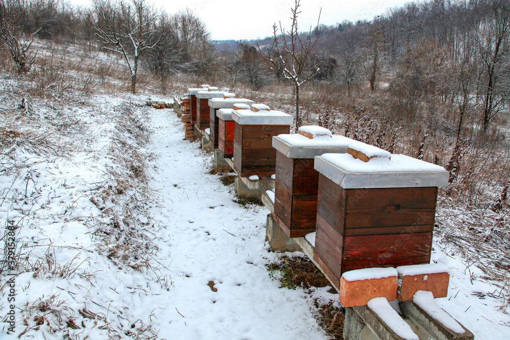 Naklejka premium Idyllic winter countryside scenery with trees