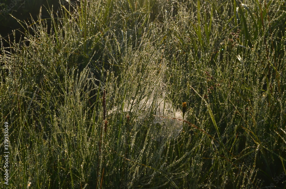 Dew covered spiderweb in meadow early summer morning.Dew drops and Cobweb in the grass in the early morning sunrise Dew covered spiderweb in meadow early summer morning.Dew drops and Cobweb in the grass in the early morning sunrise
