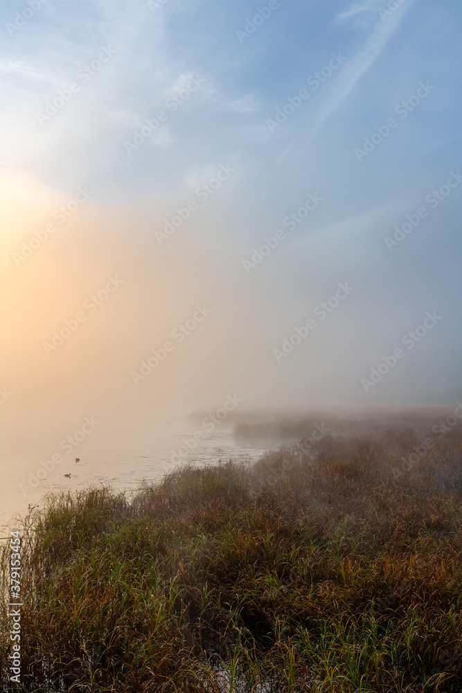 High grass on pond with misty fog, duck and trees at sunrise. Czech landscape