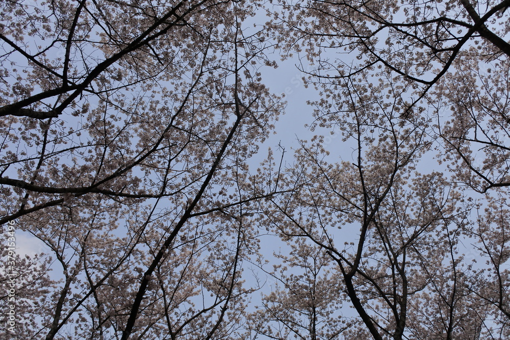 Scenery of Japanese cherry blossoms one day Scenery of Japanese cherry blossoms one day