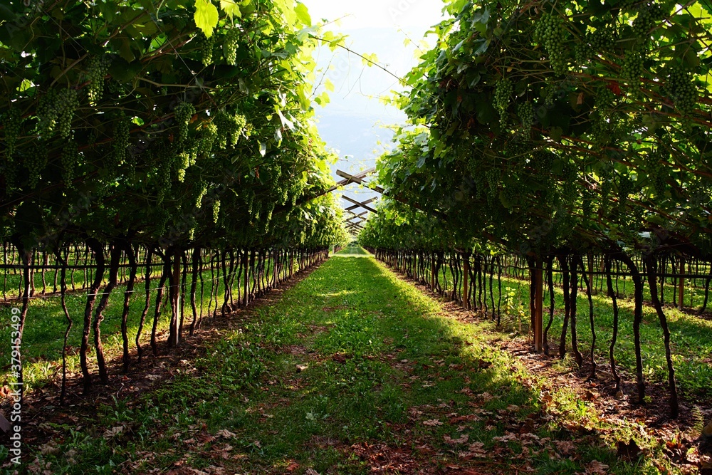 Fototapeta premium grapevine rows in trentino wine vineyard with grapes during summer before harvest