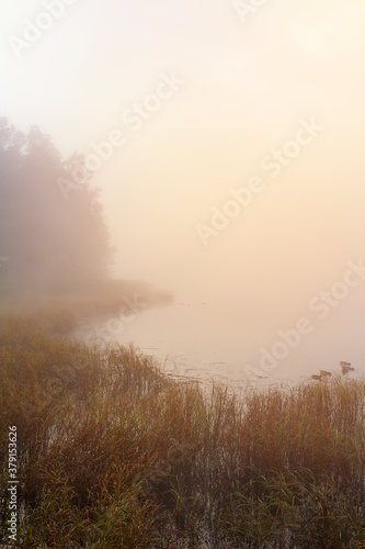 High grass edge on pond with misty fog and trees at sunrise. Czech landscape