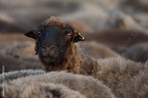 Fotografie, Obraz A portrait of a black sheep