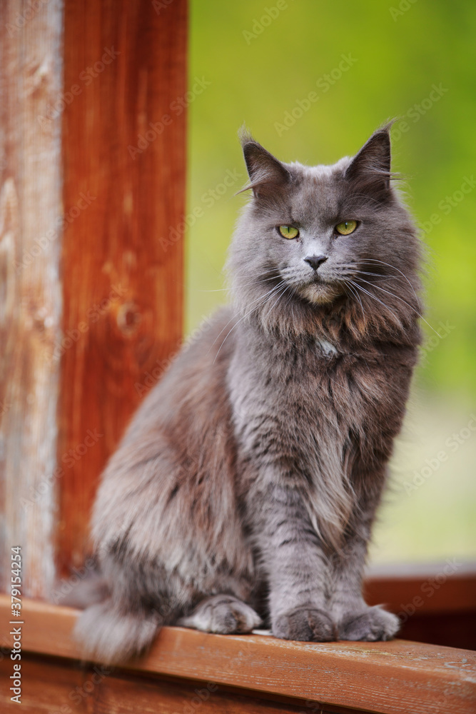 Gray fluffy Maine Coon cat sits on the porch in the village