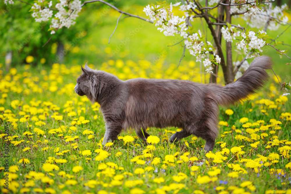 Gray fluffy maine coon cat walks through a meadow with grass and dandelions in the sun in summer