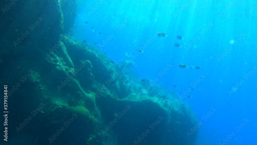 Coral Reef bottom with fishes Underwater view Coral Reef bottom with fishes Underwater view
