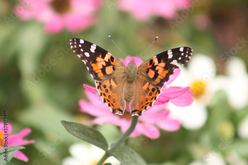 Painted Lady on a pink flower 2020 VIII