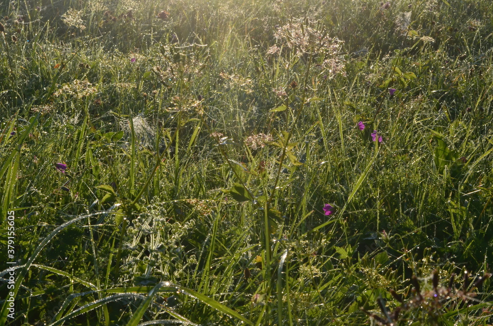 Dew covered spiderweb in meadow early summer morning.Dew drops and Cobweb in the grass in the early morning sunrise Dew covered spiderweb in meadow early summer morning.Dew drops and Cobweb in the grass in the early morning sunrise
