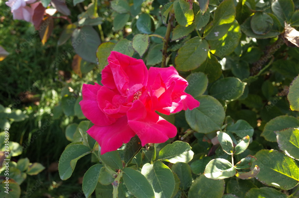 Pink Flower of Rose 'Prelude' in Full Bloom
