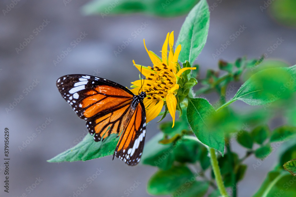 Obraz premium Beautiful Butterfly Common Tiger (Danaus Genutia) working on a bright sunflower closeup.