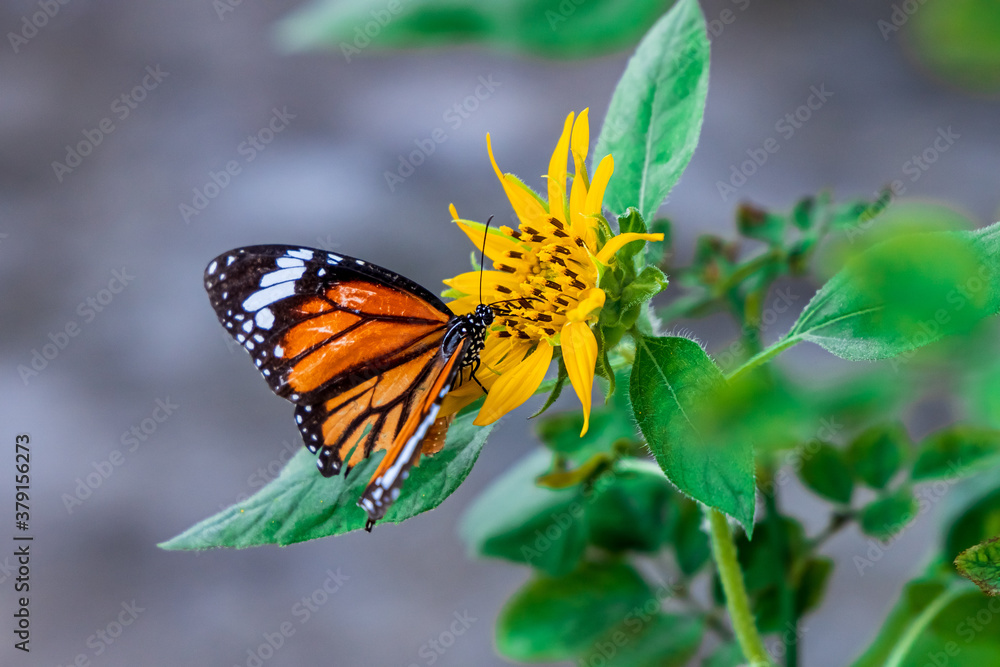 Obraz premium Beautiful Butterfly Common Tiger (Danaus Genutia) working on a bright sunflower closeup.