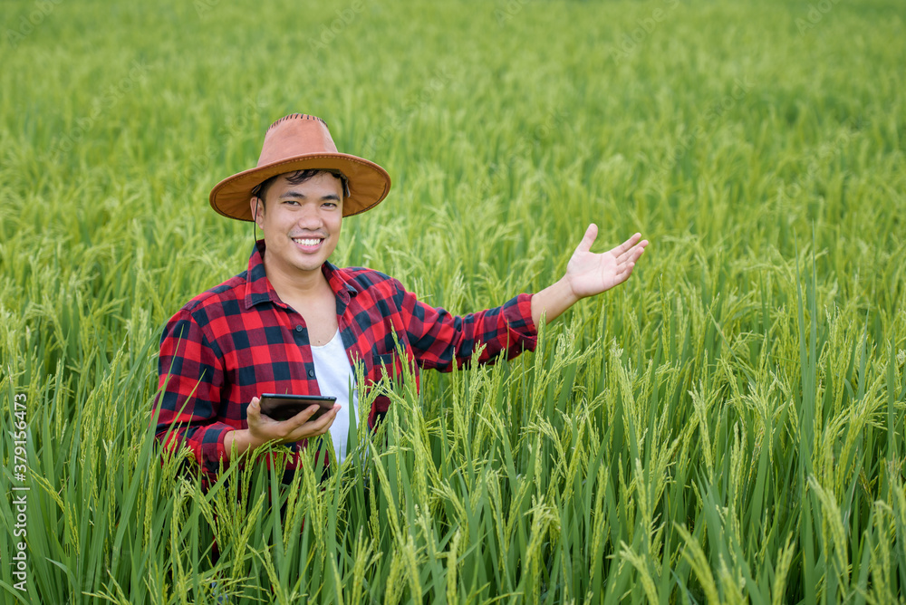 Asian male rice farmers are watching rice fields and green rice plants using quality inspection technology for field crop research and rice cultivation in Thailand.