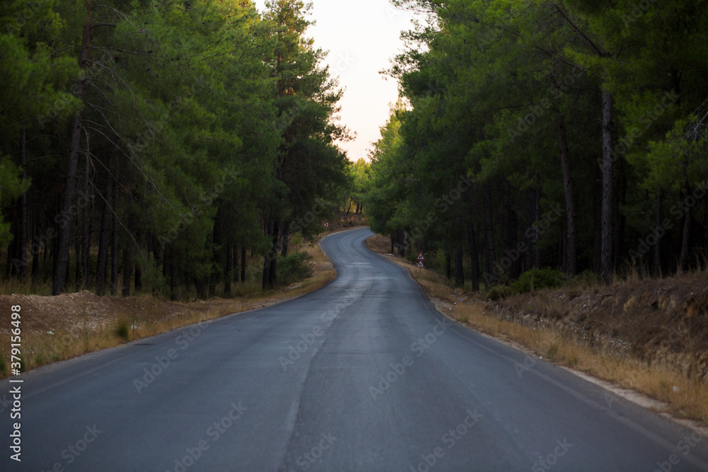Asphalt road through green pine forest