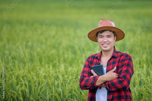 Asian male rice farmers are watching rice fields and green rice plants using quality inspection technology for field crop research and rice cultivation in Thailand.