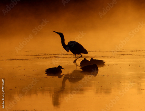 Reiher und Enten im Morgendunst an die Röllingwiese in Schwerte NRW