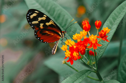 butterfly on flower