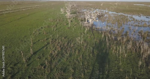 Aerial shot of bigua nests. The tree was full of bigua birds waiting to be brought fish. photo