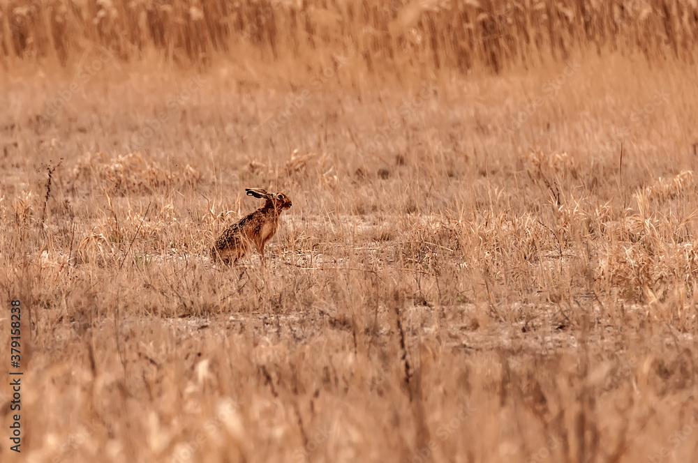 View on a rabbit on a field View on a rabbit on a field