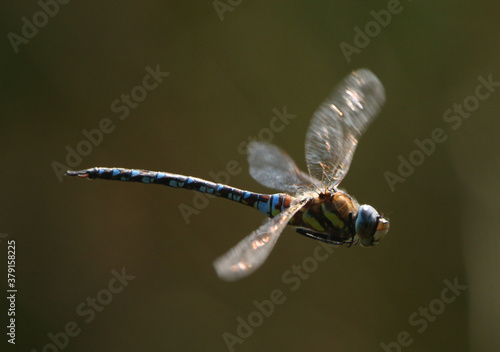 Blaugrüne Mosaikjungfer, Libelle, im Flug