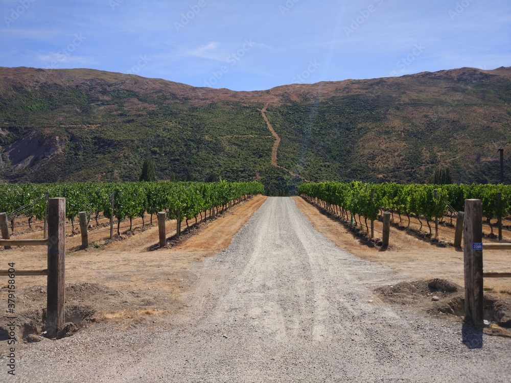 summer vineyard road landscape