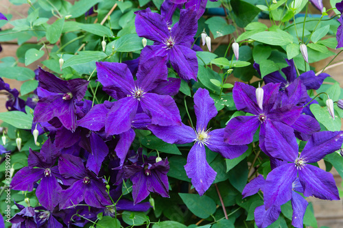 patern of purple flowers of clematis