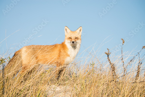 Red fox portrait standing in sea grass.