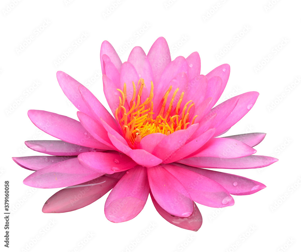 Fototapeta premium Beautiful Pink Lotus Flower isolated on white background