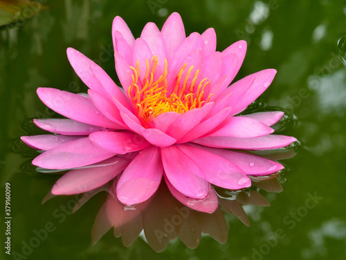 Beautiful Pink Lotus Flower on green water