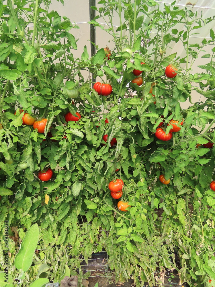Tomates dans une serre, Cévennes	