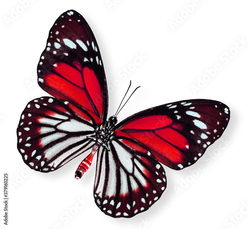 Beautiful Red Butterfly (White tiger)