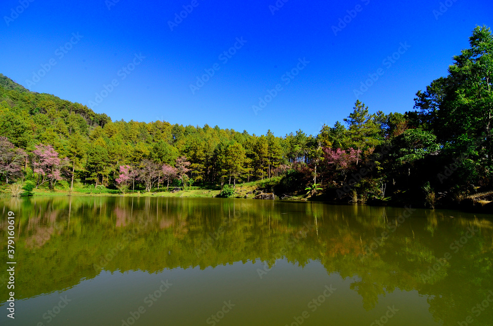 Best scenic lake with blue sky reflection in the water surrounded with pink flower tree