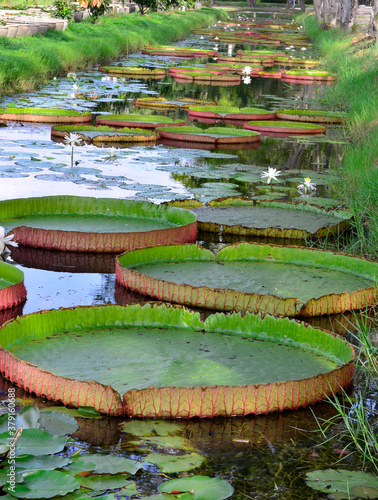 Big Lotus Flower Leafs in the water garden