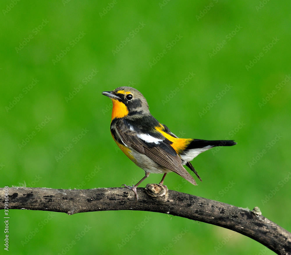 Naklejka premium Bird, Narcissus flycatcher details from head to tow, ficecula narcissina, tail lifting