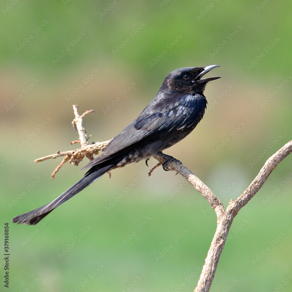 Black drogo, Dicrurus Macrocercus, beautiful bird perching on branch with nice background Black drogo, Dicrurus Macrocercus, beautiful bird perching on branch with nice background