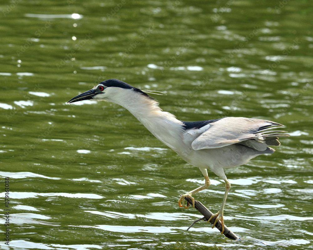 Fototapeta premium Black-crowned Night stretches his neck, nycticorax